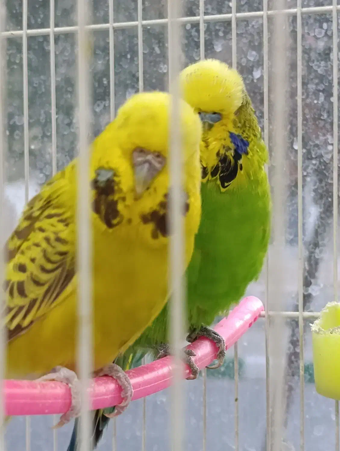 عروس هلندی کوتوله مرغ عشق گلدین نرگسی قناری|پرنده|مشهد, شهرک بهارستان|دیوار