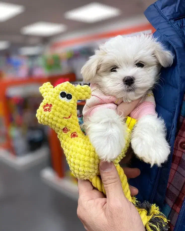 سگ پاپی پشمالو شیتزو کراس|سگ|اصفهان, کارلادان|دیوار