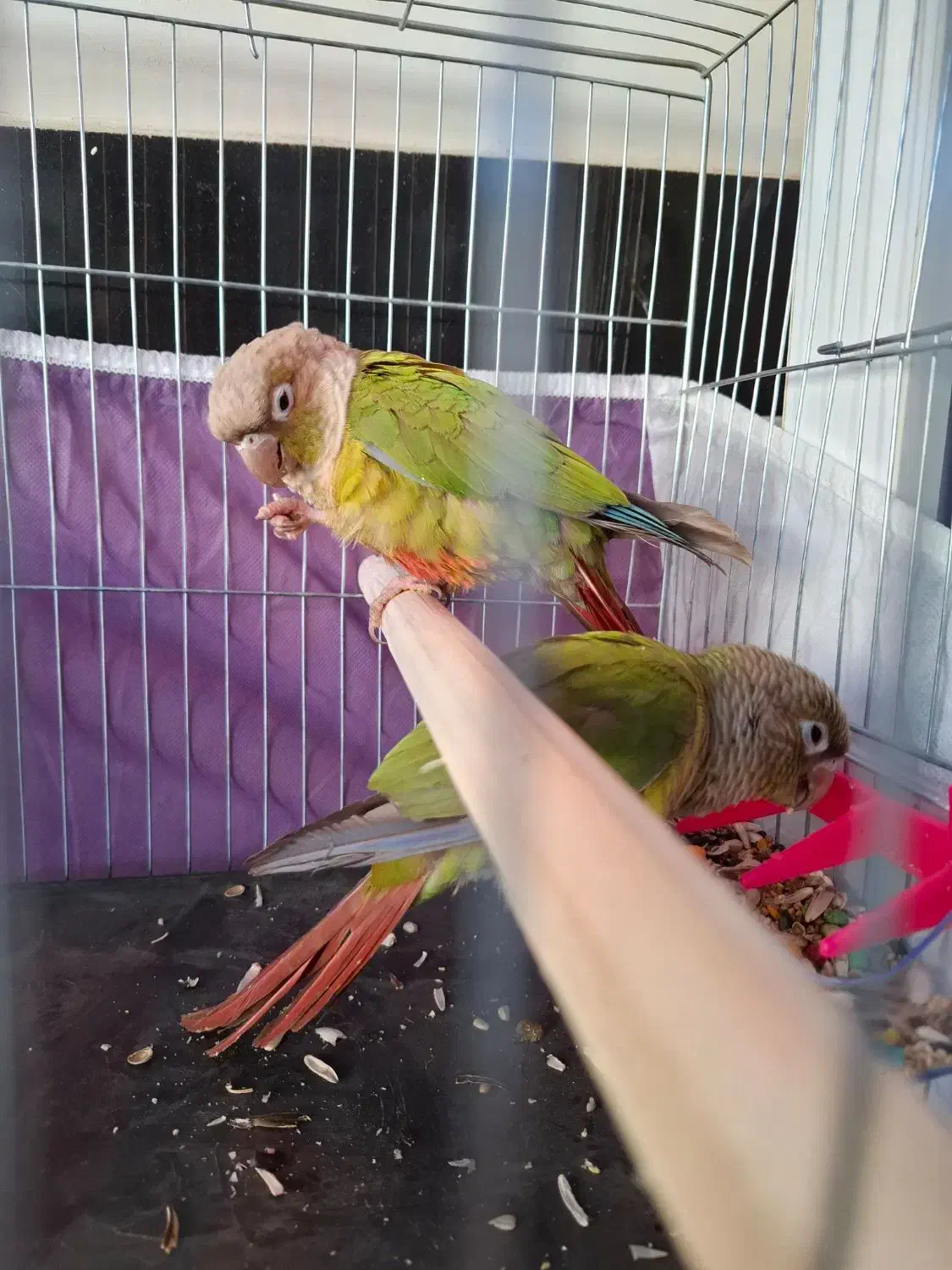 بازرگانی امیر پرنده زینتی|پرنده|نقده, |دیوار