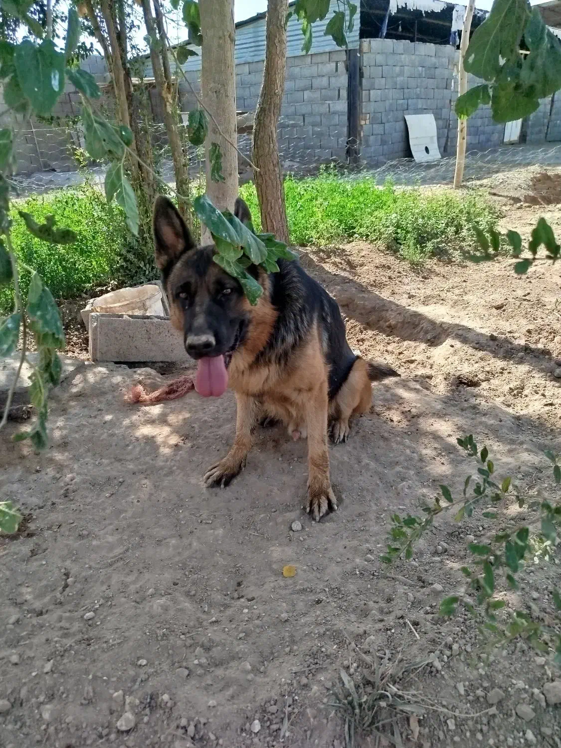 سگ ژرمن نر،سگ تربتی نر در زرند|سگ|زرند, |دیوار