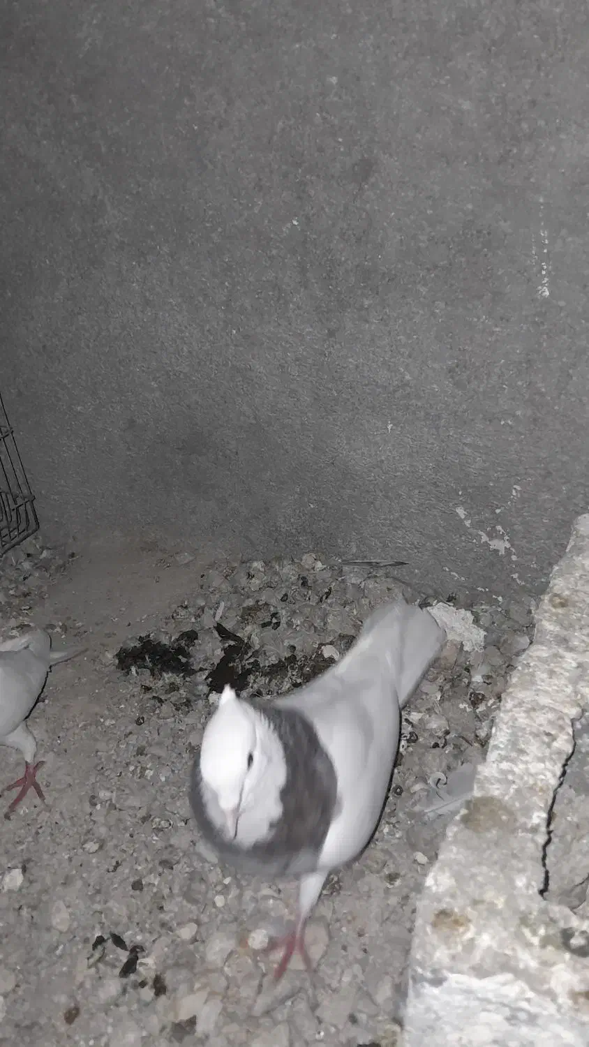 کبوتر طوقی  معاوضه میکنم|پرنده|لنده, |دیوار