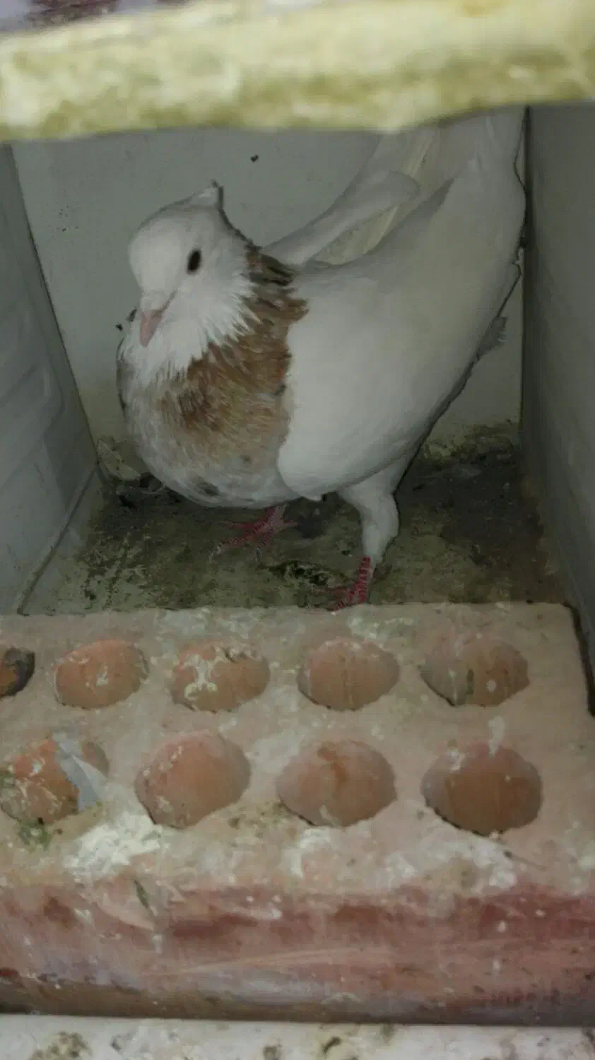 طوقی.|پرنده|نرماشیر, |دیوار