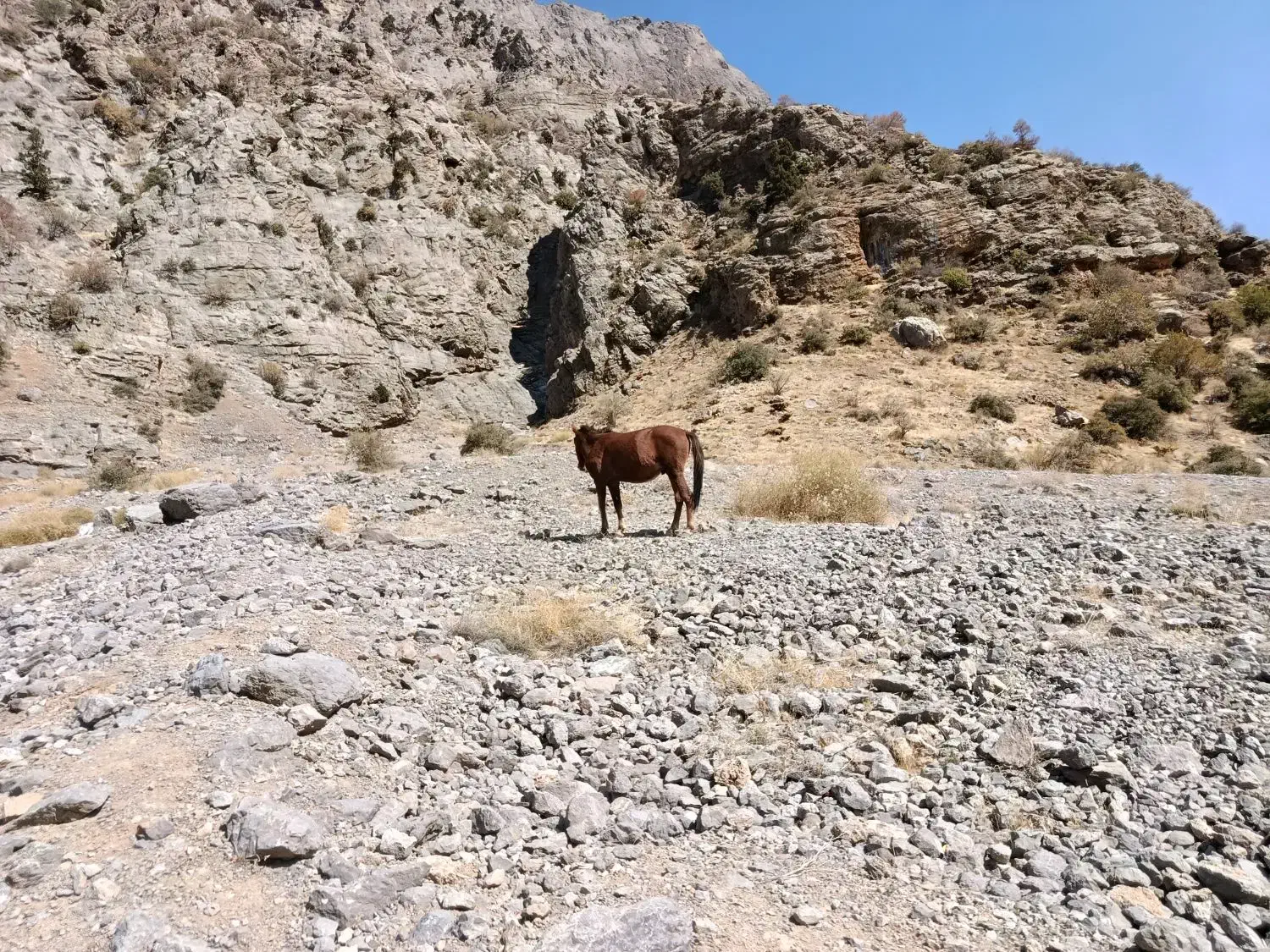 اسب ابستن درشور باکره دوساله|اسب و تجهیزات اسبسواری|یاسوج, |دیوار