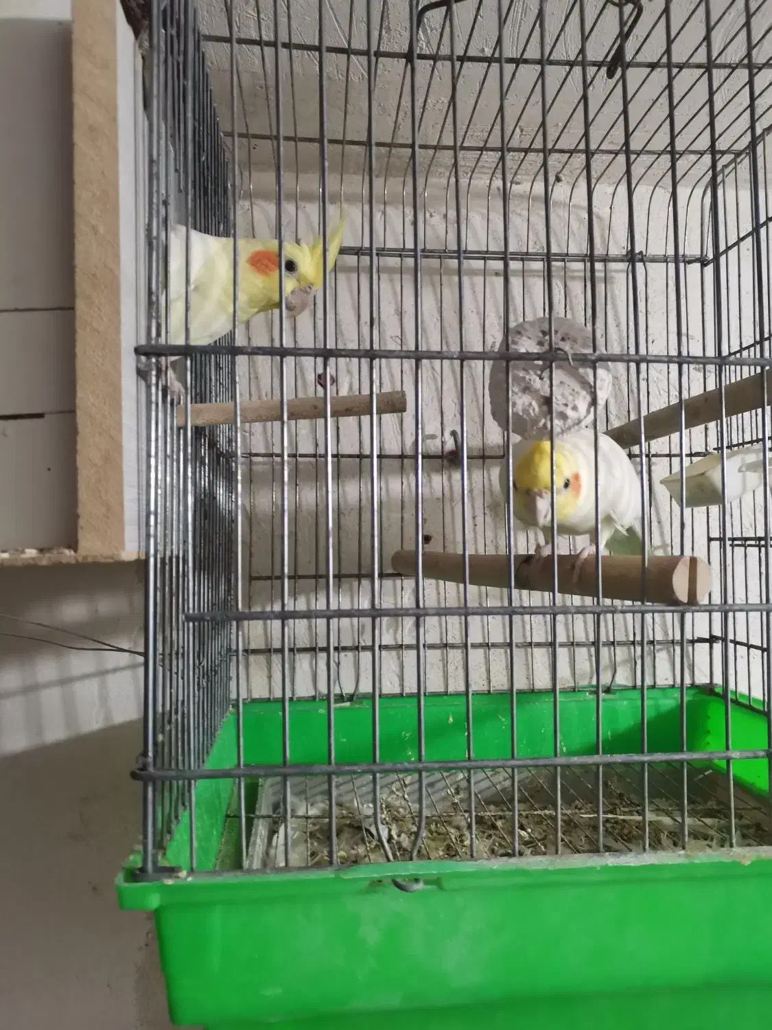 عروس هلندی مولد با جوجه|پرنده|قم, بنیاد|دیوار