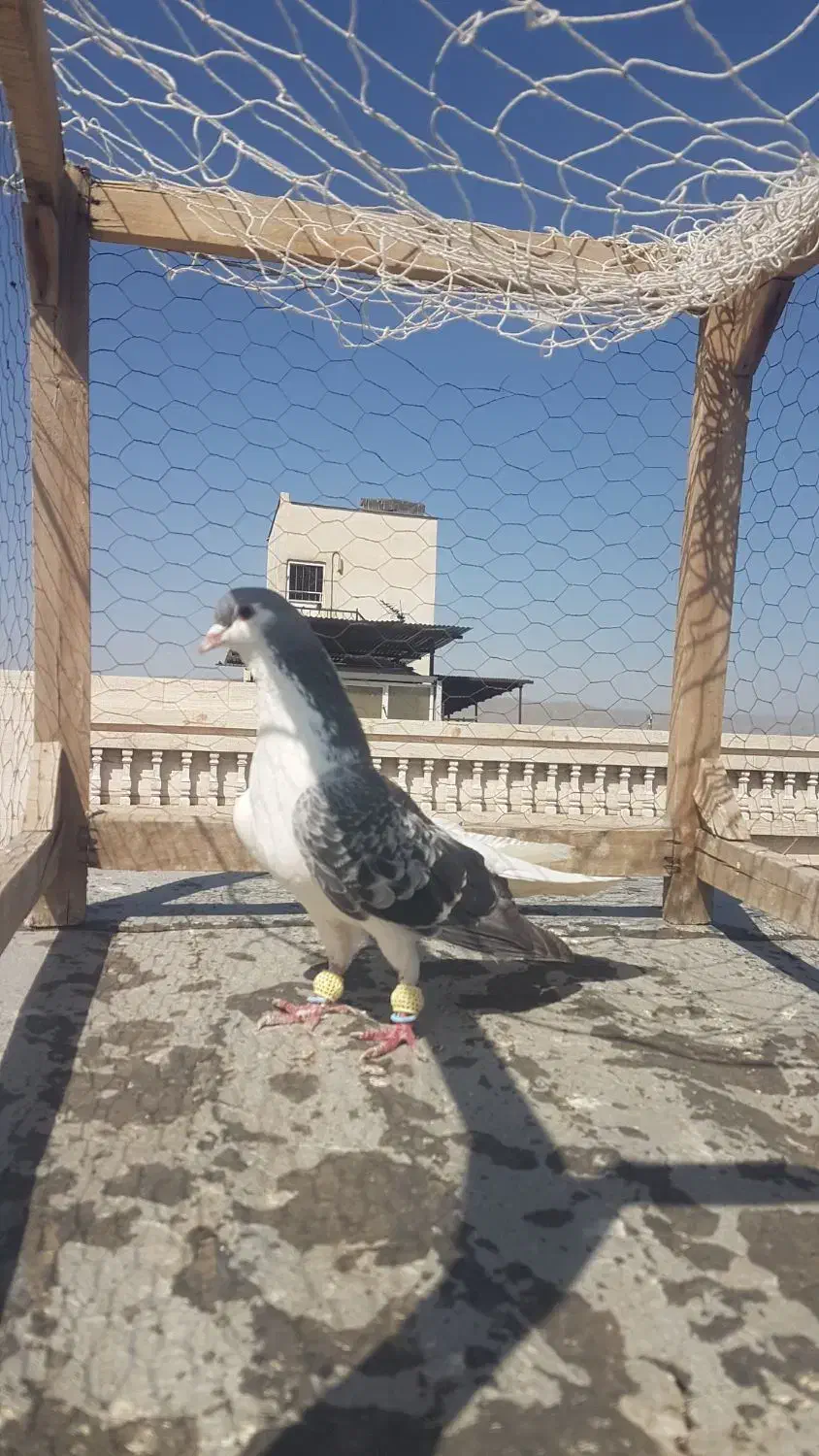 کبوتر کله سرخ،چپ مگسی،طوقی پولکی|پرنده|مشهد, کارمندان دوم|دیوار