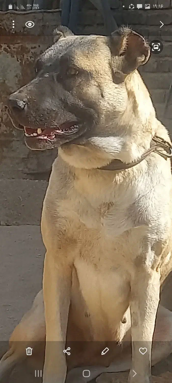 سگ سرابی|سگ|اصفهان, شهید رجایی|دیوار