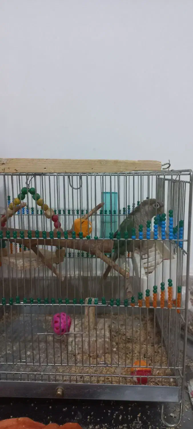 طوطی گرینچیک رنگ خاص|پرنده|شاهین دژ, |دیوار