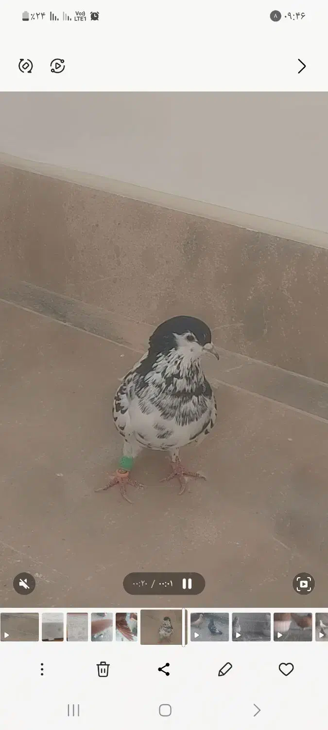 کبوتر (کفتر)  افشون. دم سفید|پرنده|مشهد, ادیب نیشابوری (شهرک غرب)|دیوار