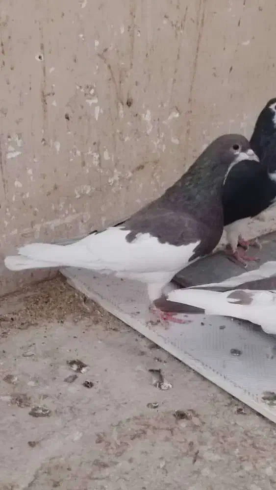 شهری بهبهونی|پرنده|شیراز, کوزه گری|دیوار