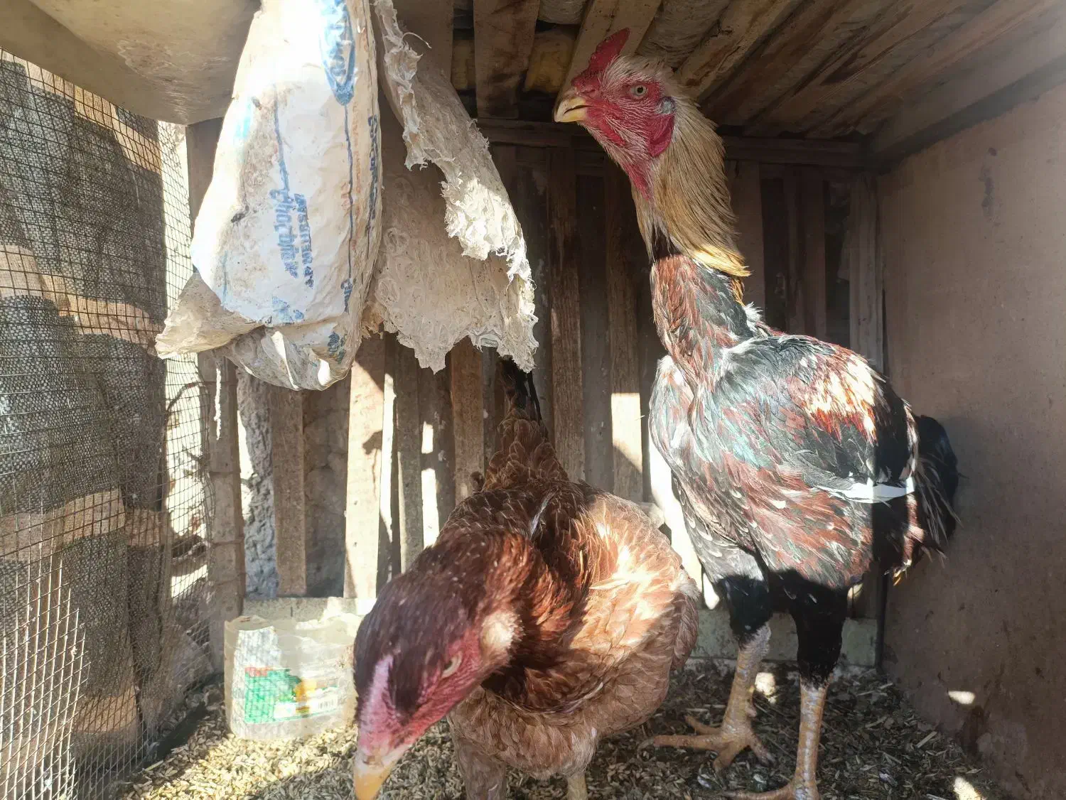 خروس و مرغ لاری و مرغ و خروس آمروک|حیوانات مزرعه|الوند, |دیوار