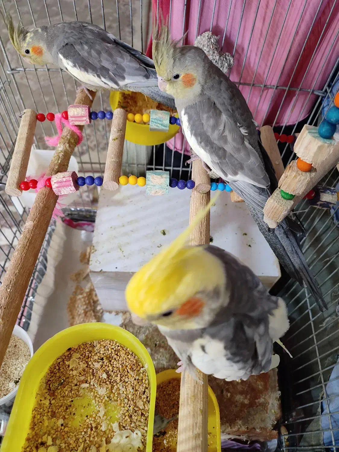 عروس هلندی سخنگو|پرنده|پاوه, |دیوار