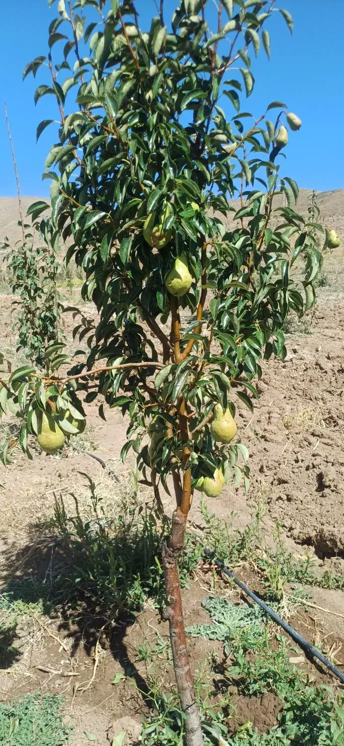 نهالستان بزرگ امام علی فروش نهال گردوبادام گیلاس..|خدمات باغبانی و درختکاری|شهرکرد, |دیوار