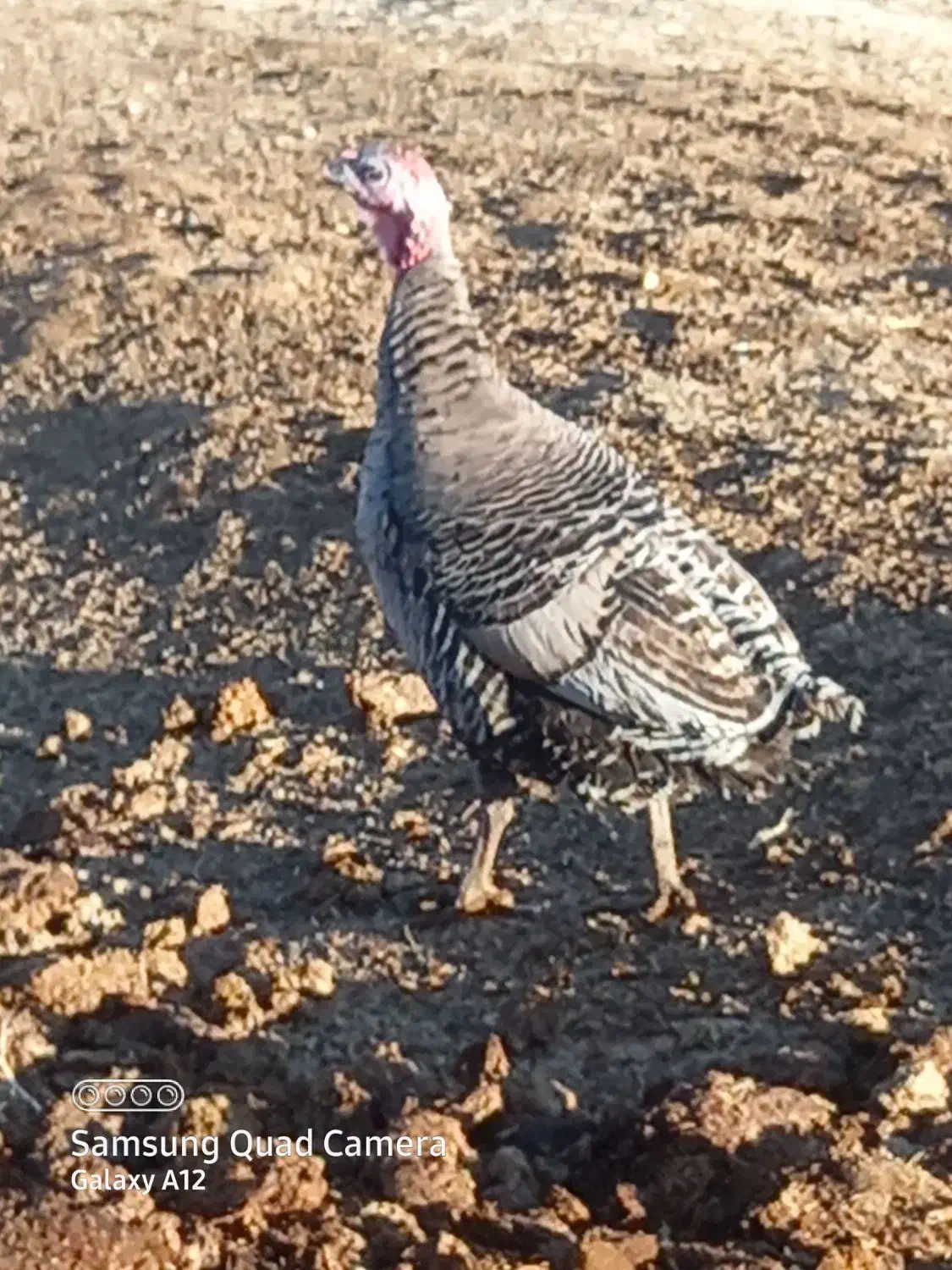 بوقلمون محلی|حیوانات مزرعه|دهگلان, |دیوار