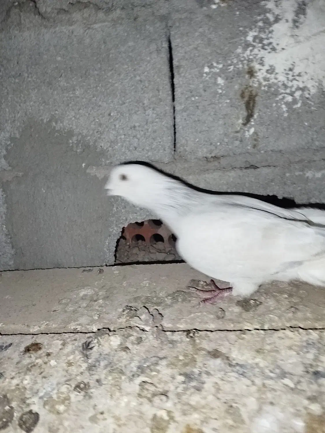 کفتر ماده|پرنده|کرمان, |دیوار