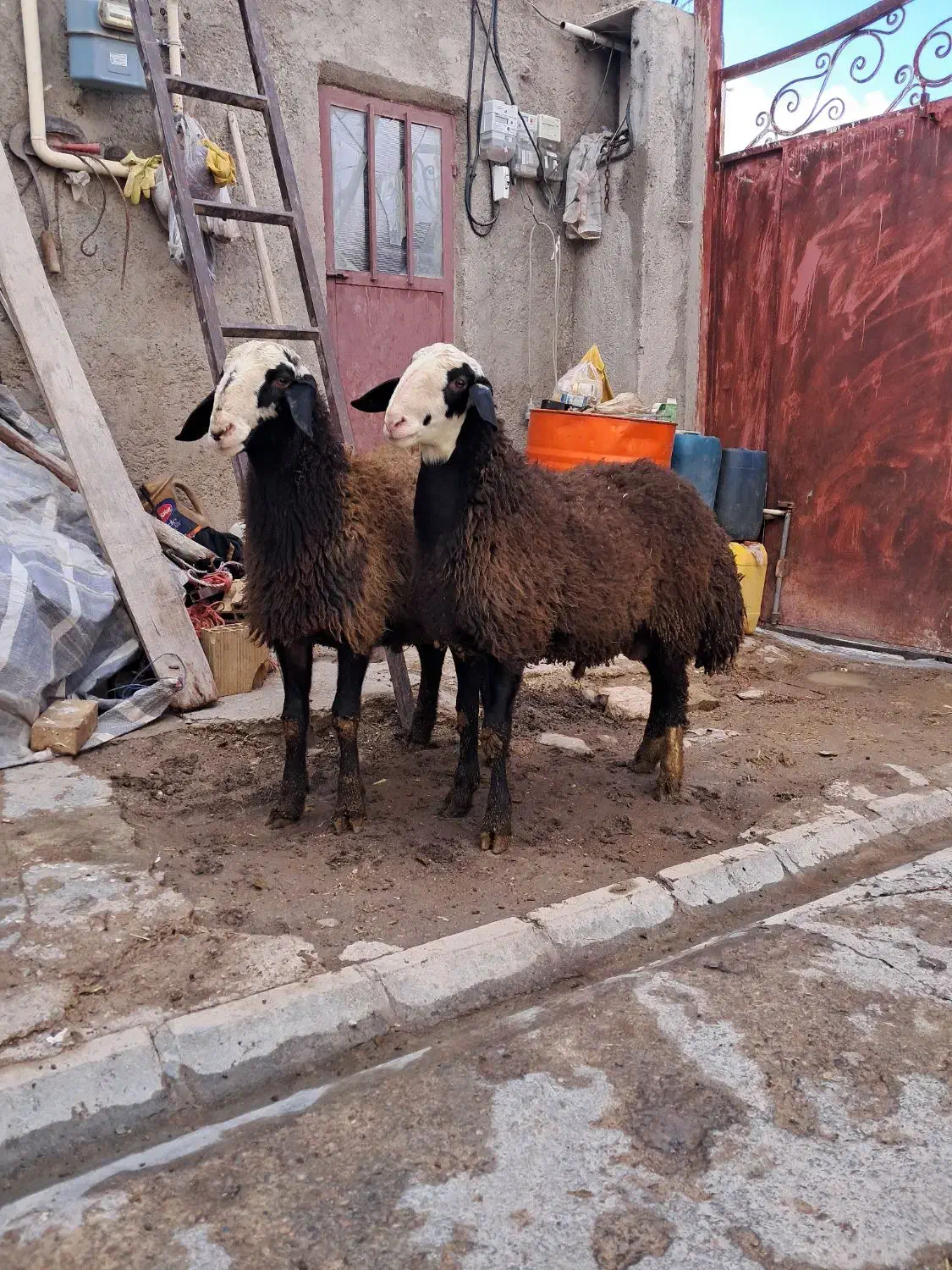 بره قوچ ناب شالی|حیوانات مزرعه|دوتپه, |دیوار