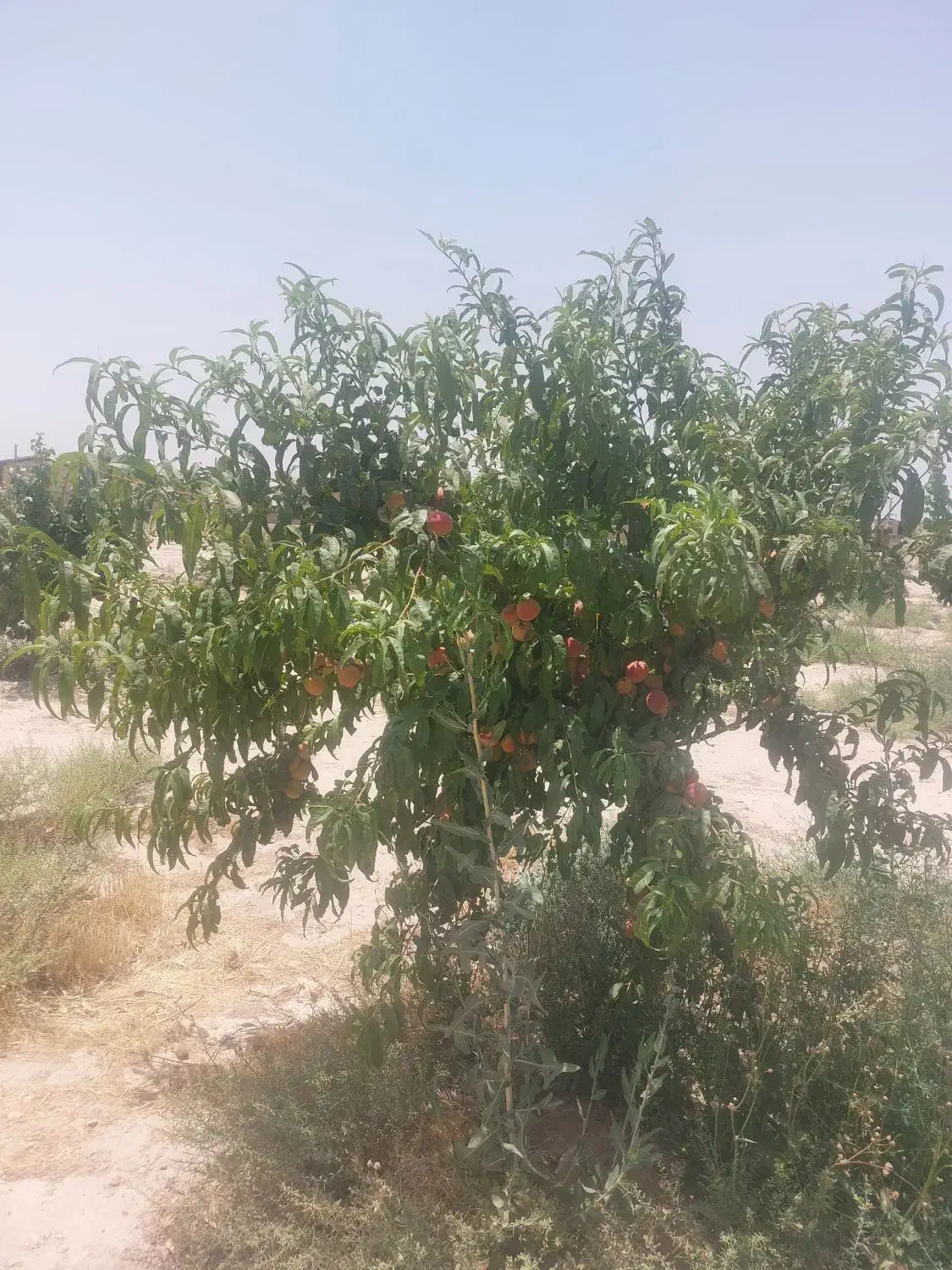 فروش درختان ۴ ساله  سیب هلو شلیل زردآلو گوجه سبز|گل و گیاه طبیعی|نسیم‌شهر, |دیوار