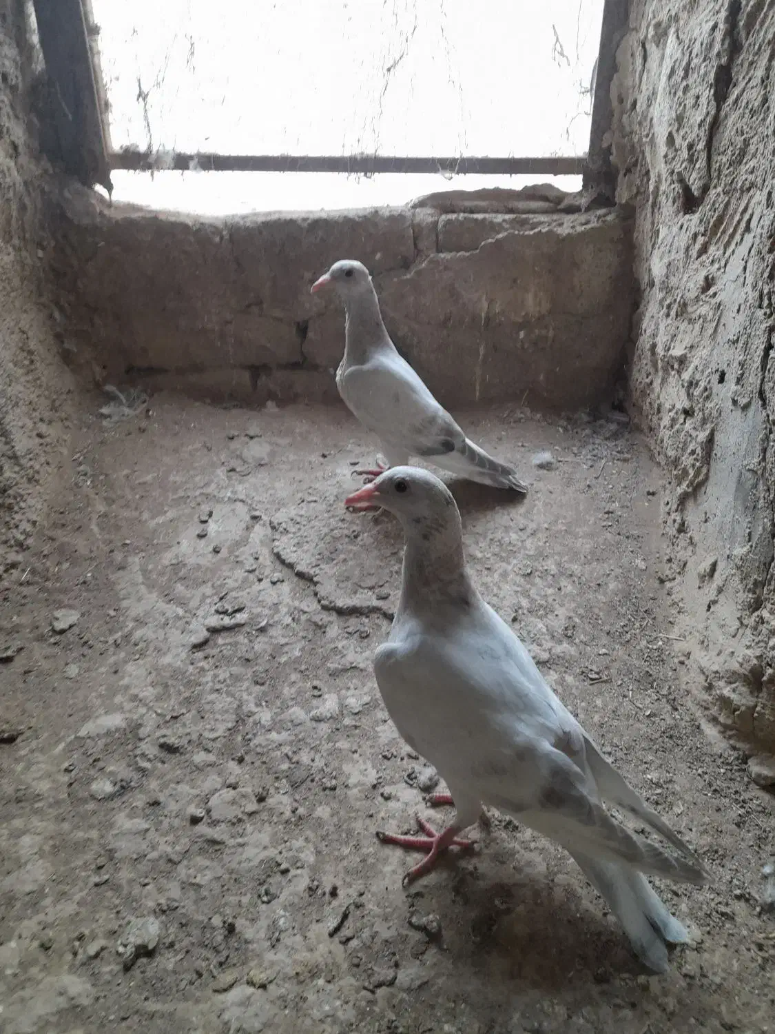 کفتر مغلف خطی|پرنده|اقبالیه, |دیوار