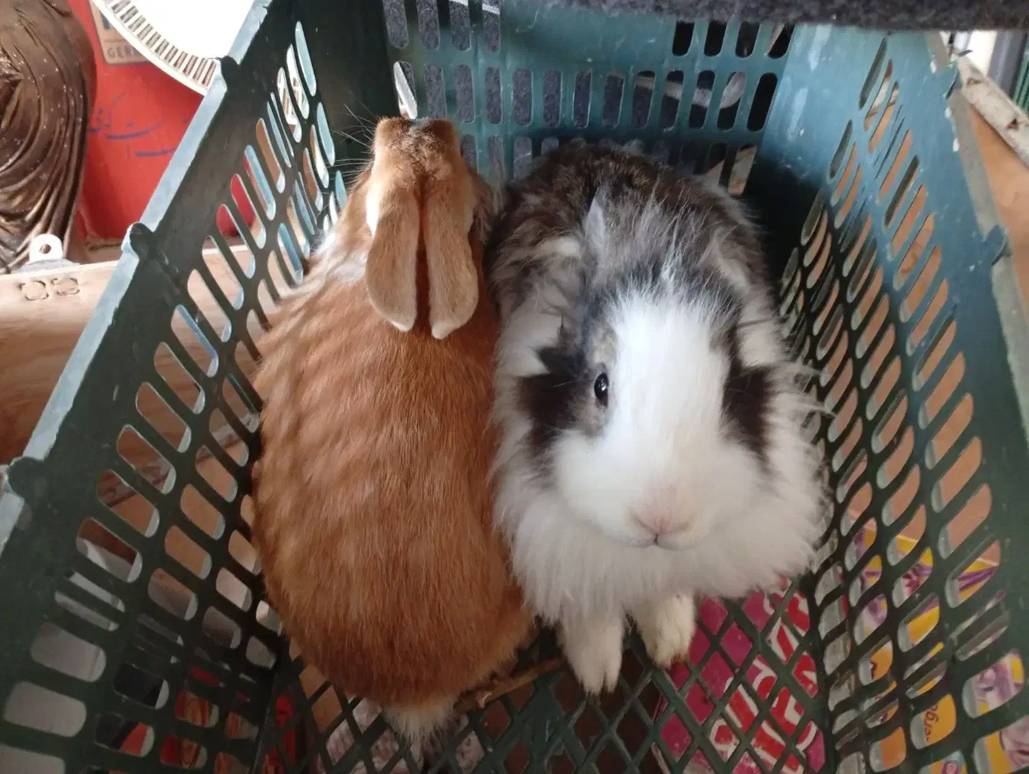 خرگوش نر و ماده ی زیبا|موش و خرگوش|مهاباد (آذربایجان غربی), |دیوار