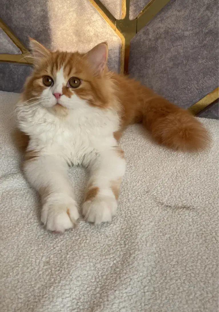 گربه پرشین|گربه|بوشهر, |دیوار