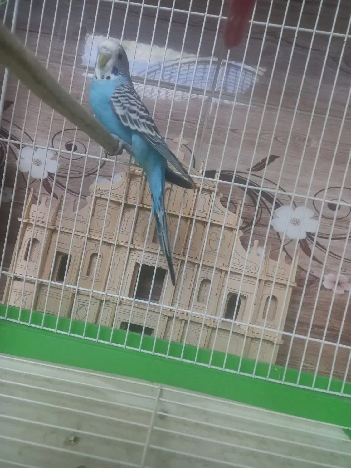 مرغ عشق|پرنده|اصفهان, باغ نگاره|دیوار