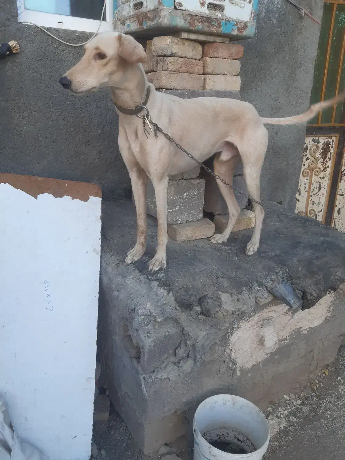 سگ تازی|سگ|دهگلان, |دیوار