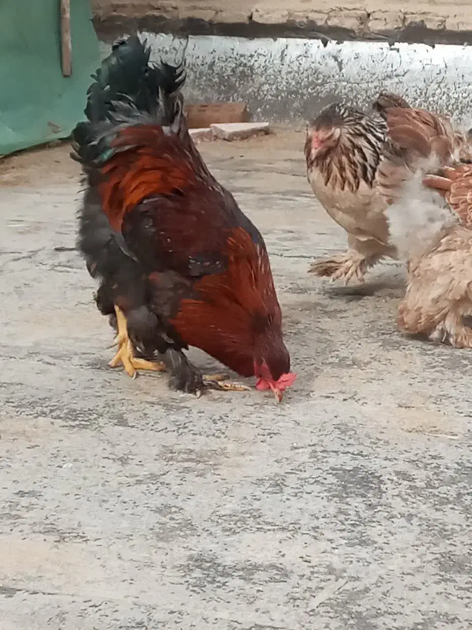 فروش خروس|حیوانات مزرعه|پیشوا, |دیوار