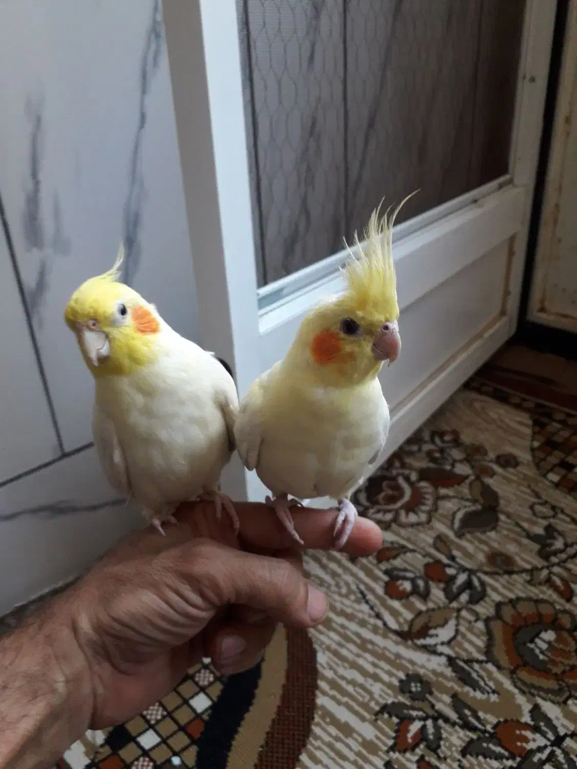 عروس هلندی|پرنده|بیرجند, |دیوار