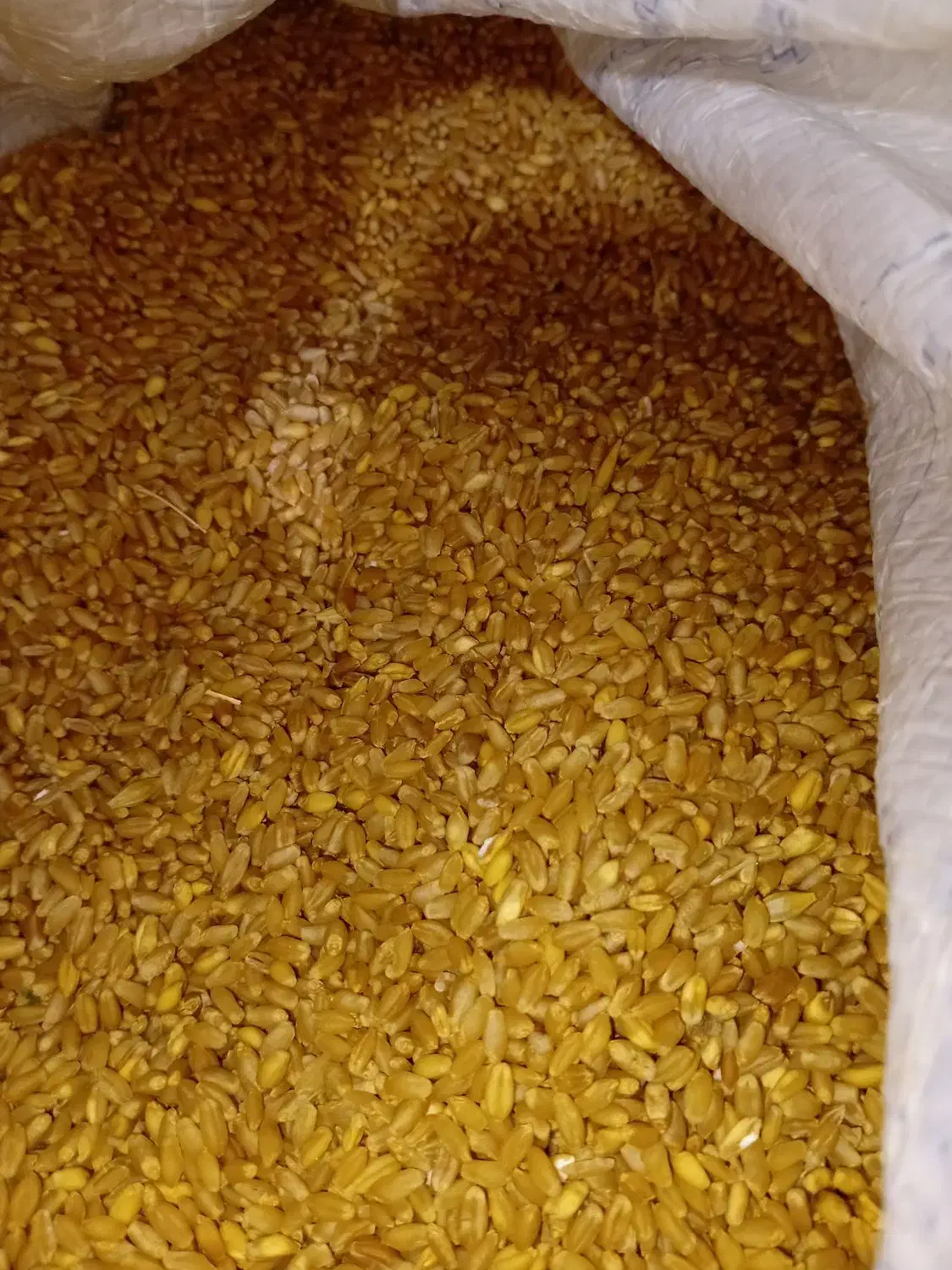 گندم مرغوب زاگرس|عمده‌فروشی|کوهنانی, |دیوار