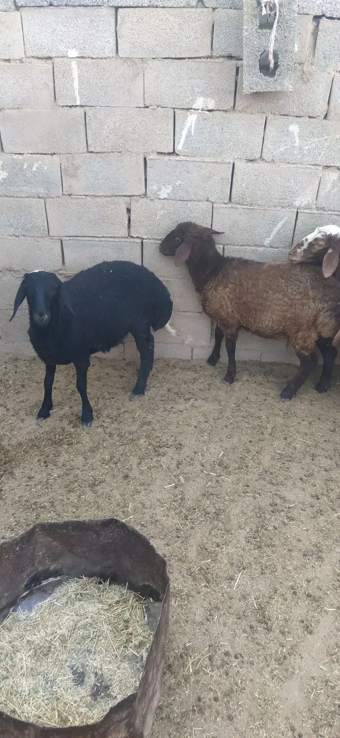 فروش گوسفند همو هترو|حیوانات مزرعه|زرند, |دیوار