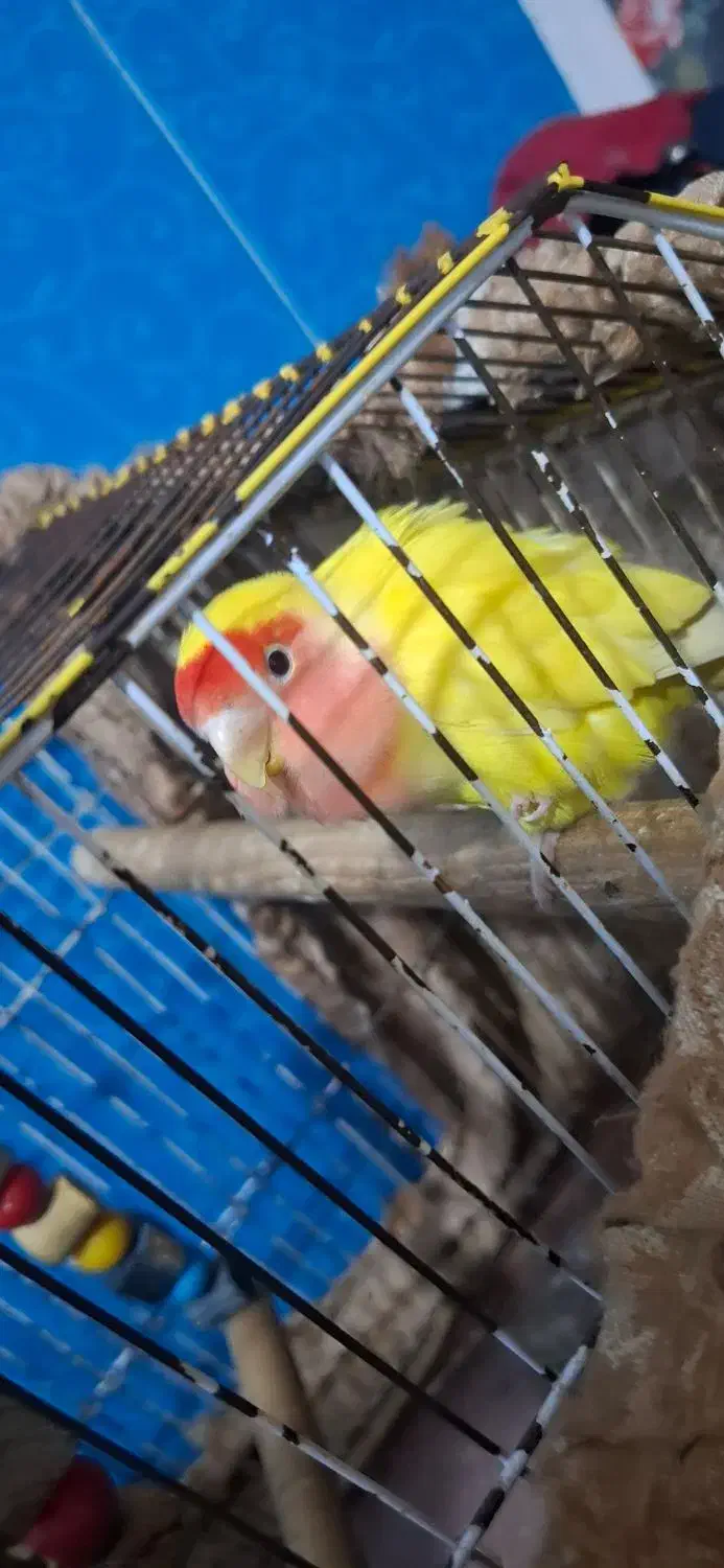 طوطی برزیلی صورت هلویی نیمه اهلی 6ماهه|پرنده|بندر امام خمینی, |دیوار