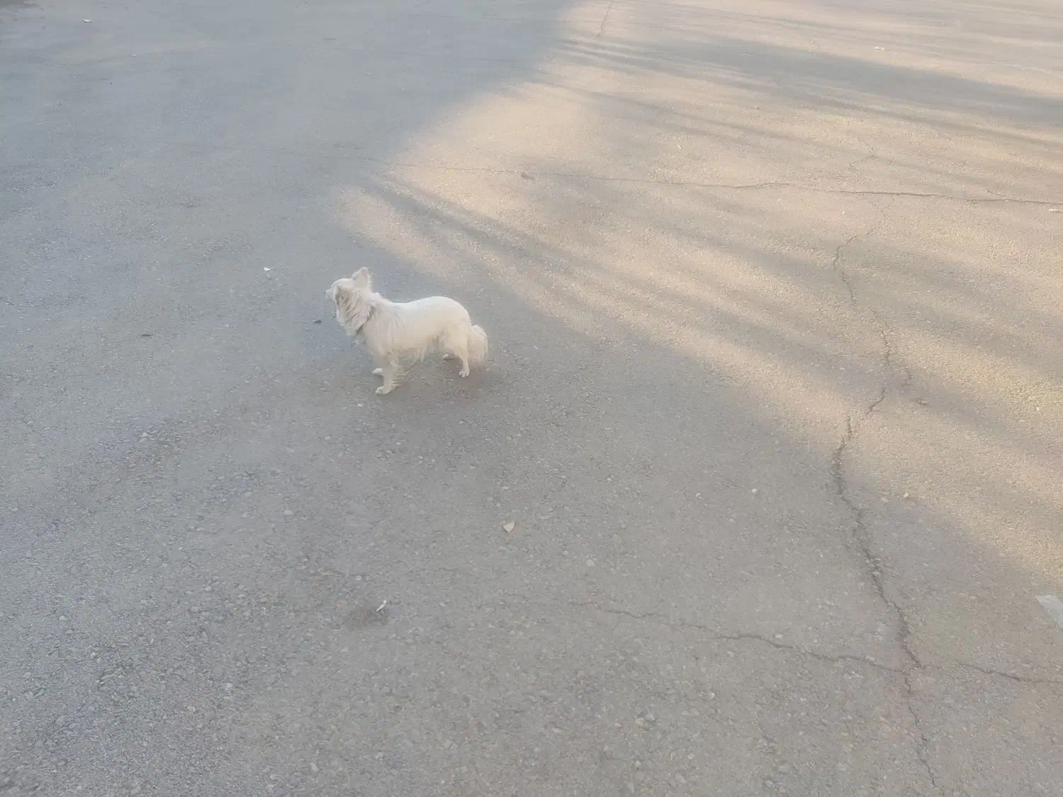 سگ پامر روباهی|سگ|اسدآباد, |دیوار