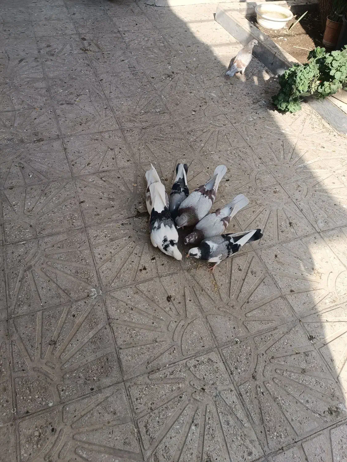 ۷ تا کفتر|پرنده|خاوران, |دیوار