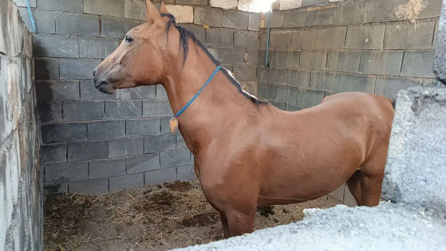 اسب|اسب و تجهیزات اسب‌سواری|خمین, |دیوار