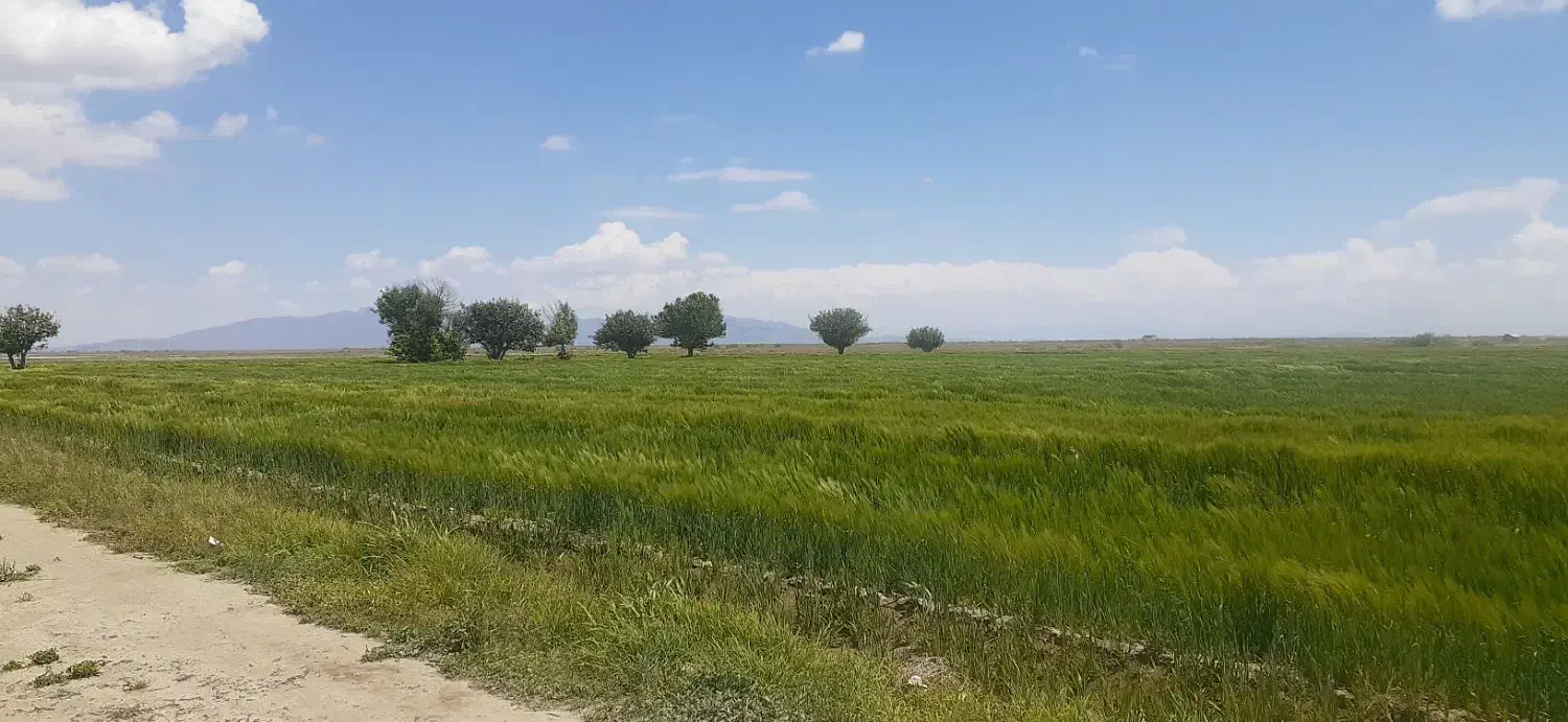 اجاره ۱۸ طناب زمین کشاورزی|اجارهٔ دفتر صنعتی، کشاورزی، تجاری|نوشین شهر, |دیوار