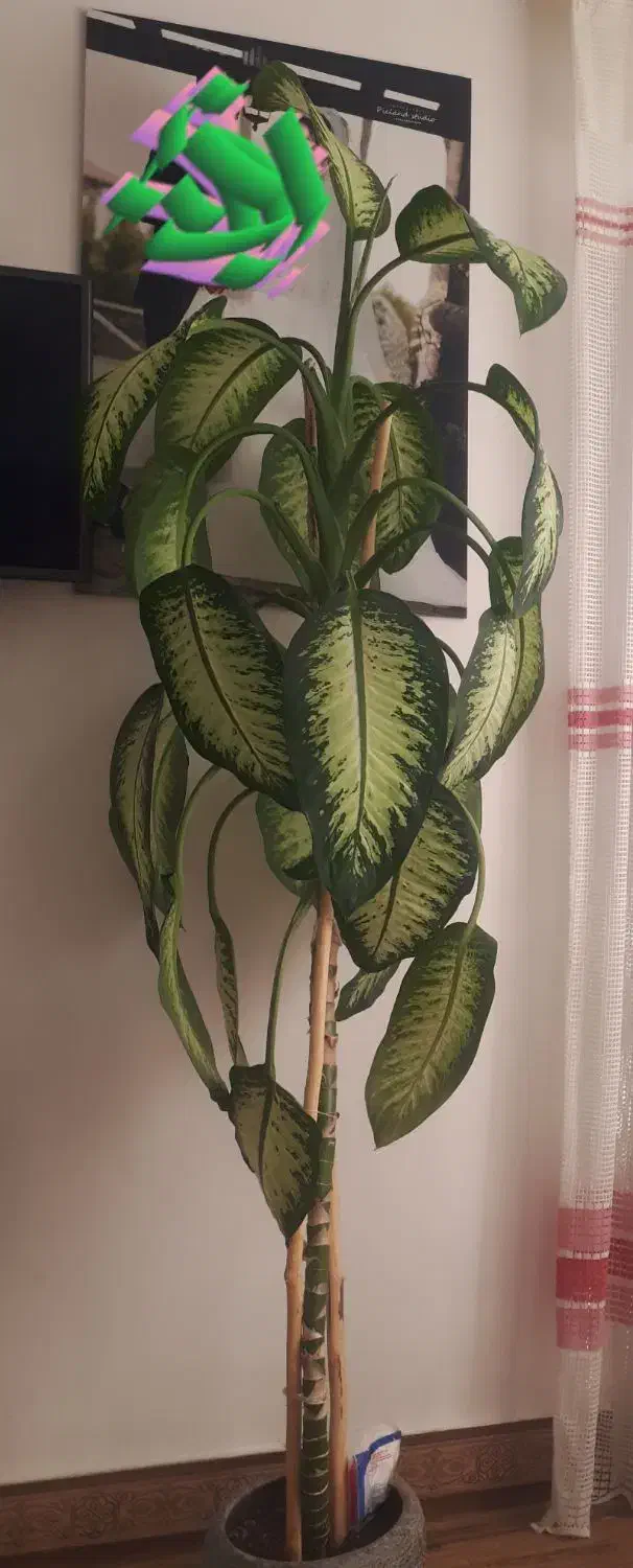 فروش گل دیفن باخیا|گل و گیاه طبیعی|رشت, معلولین|دیوار