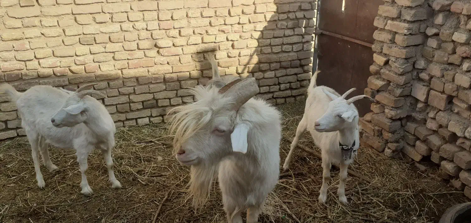 بزغاله ماده سانن ونر بز سانن|حیوانات مزرعه|تربتحیدریه, بازار|دیوار