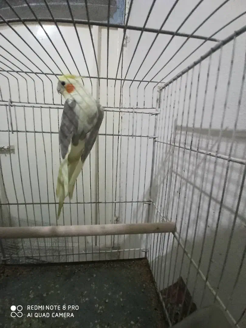 عروس وملنگو|پرنده|پارسیان, |دیوار