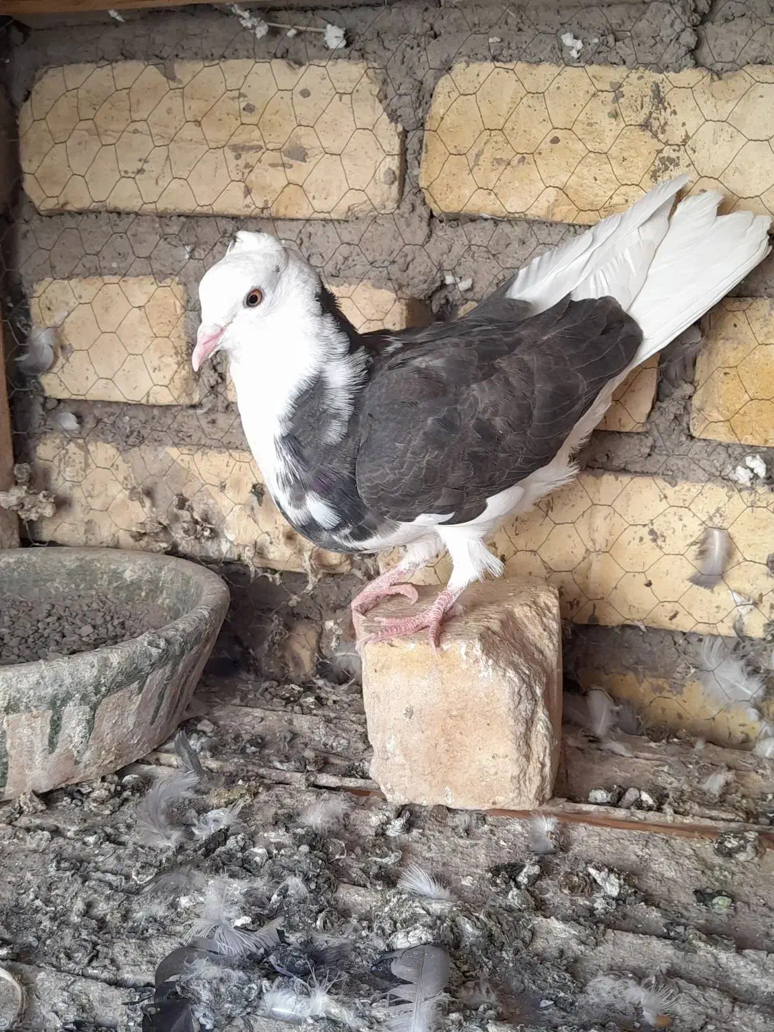 مخلفه نرگرفتنی ۲۰۰ معاوضم دارم|پرنده|کاشان, پشت شهربانی|دیوار