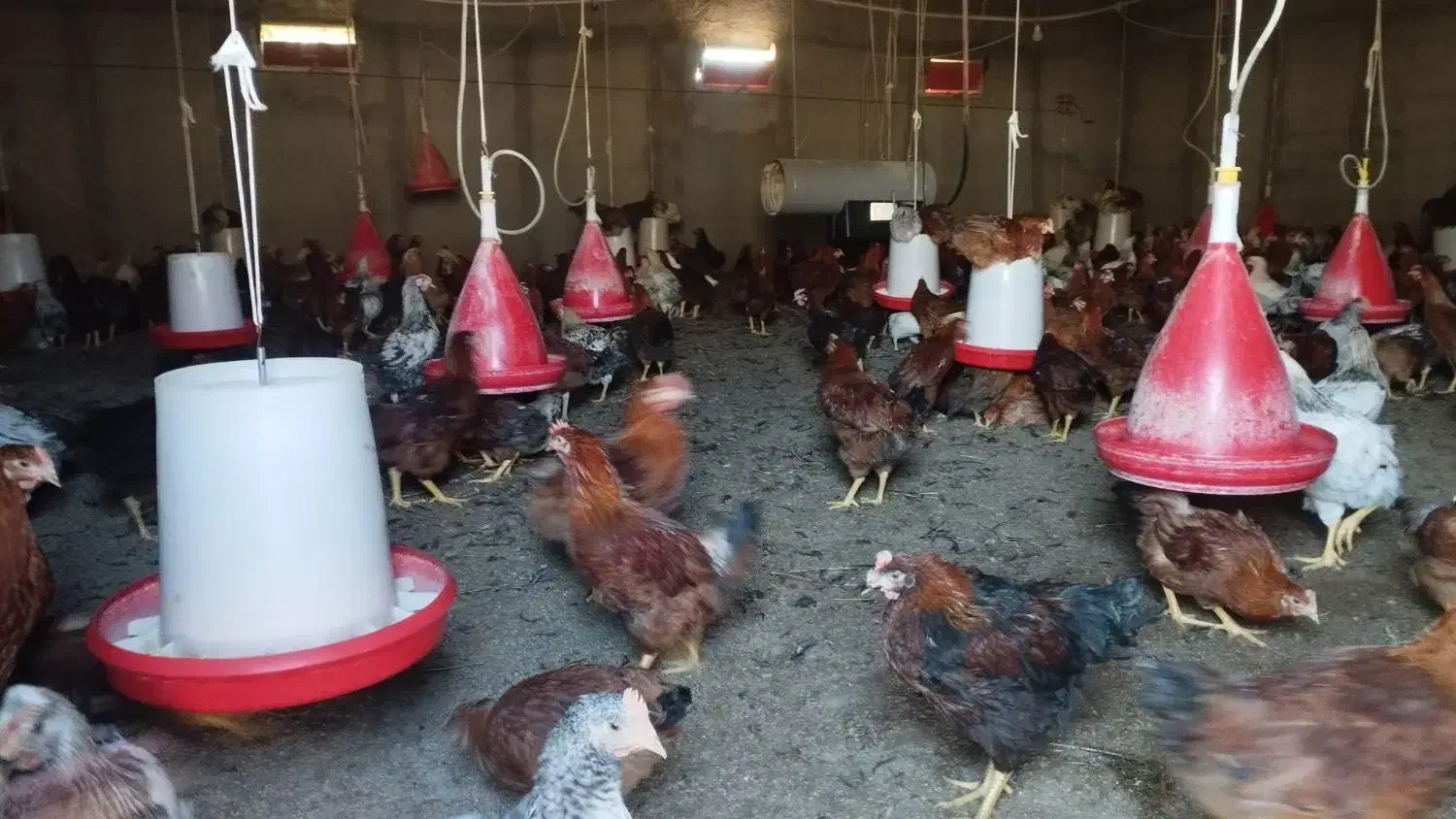 فروش نیمچه خروس|حیوانات مزرعه|مشگین شهر, |دیوار