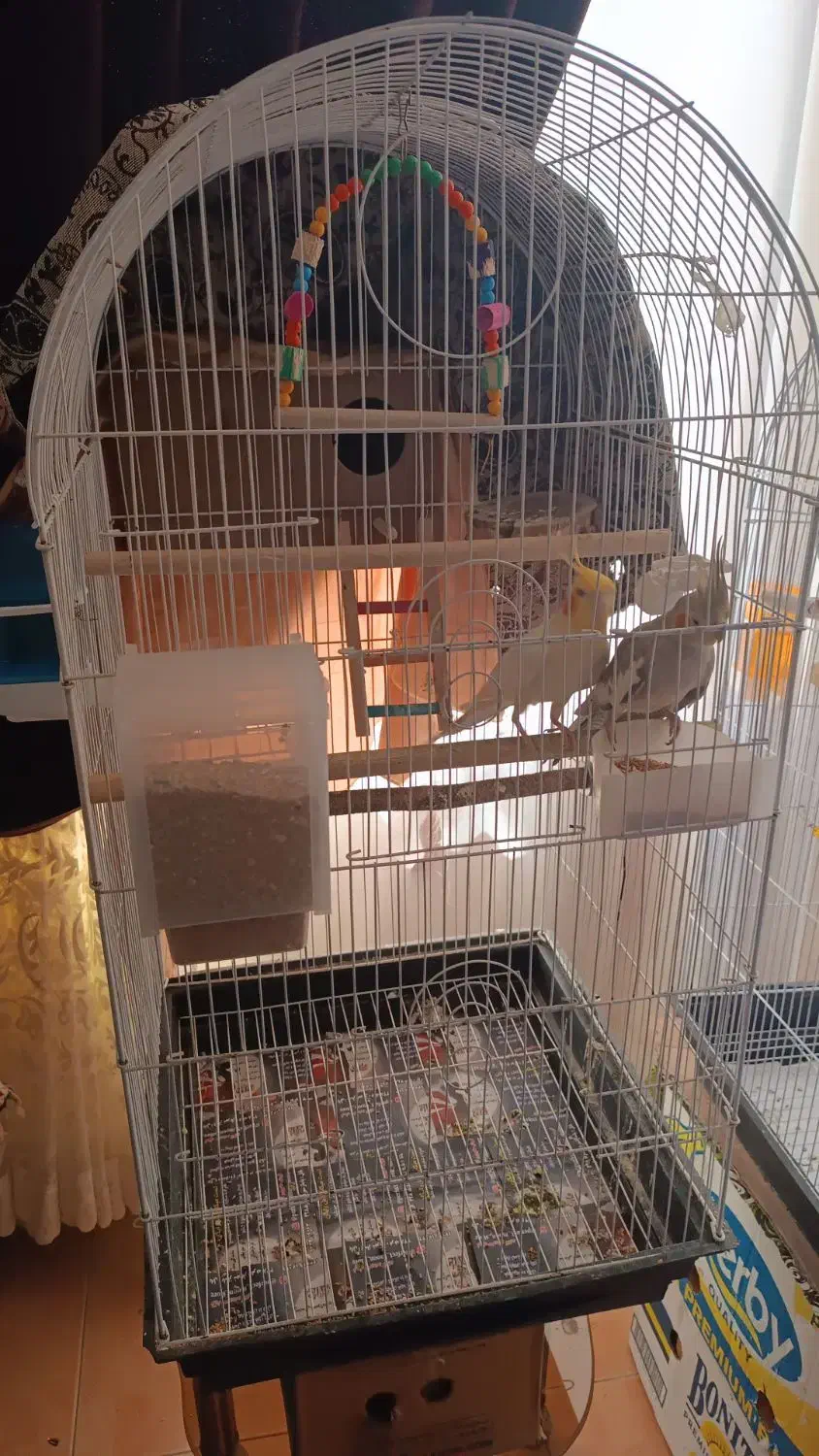 معاوضه ۵عدد عروس هلندی|پرنده|بابل, |دیوار