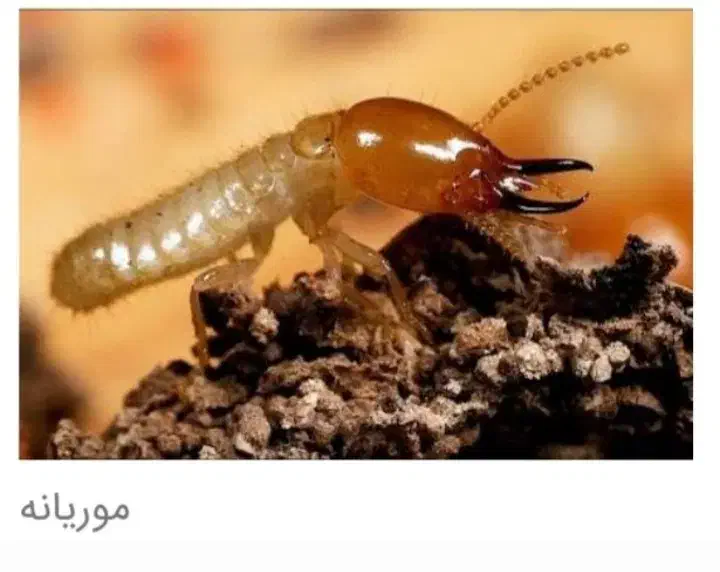 شرکت سمپاشی بامجوزازبهداشت سم پاشی سوسک|خدمات نظافت|بندر ماهشهر, |دیوار