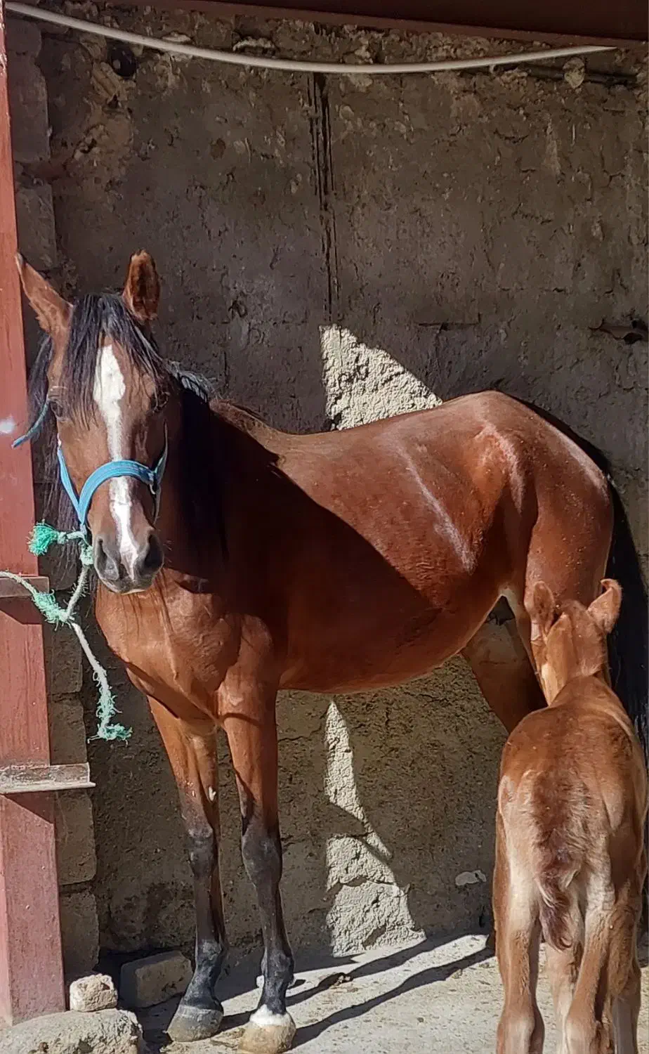 اسب|اسب و تجهیزات اسب‌سواری|سیلاخور, |دیوار