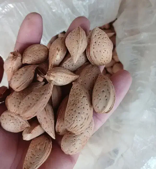 خرید بادام نقدو قیمت تجاری|خدمات باغبانی و درختکاری|اردل, |دیوار