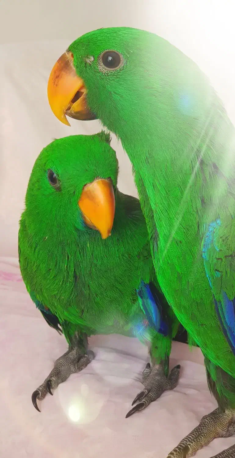 جوجه سرلاکی کاسکو اکلکتوس وسماری کاسکو|پرنده|تهران, ایوانک|دیوار