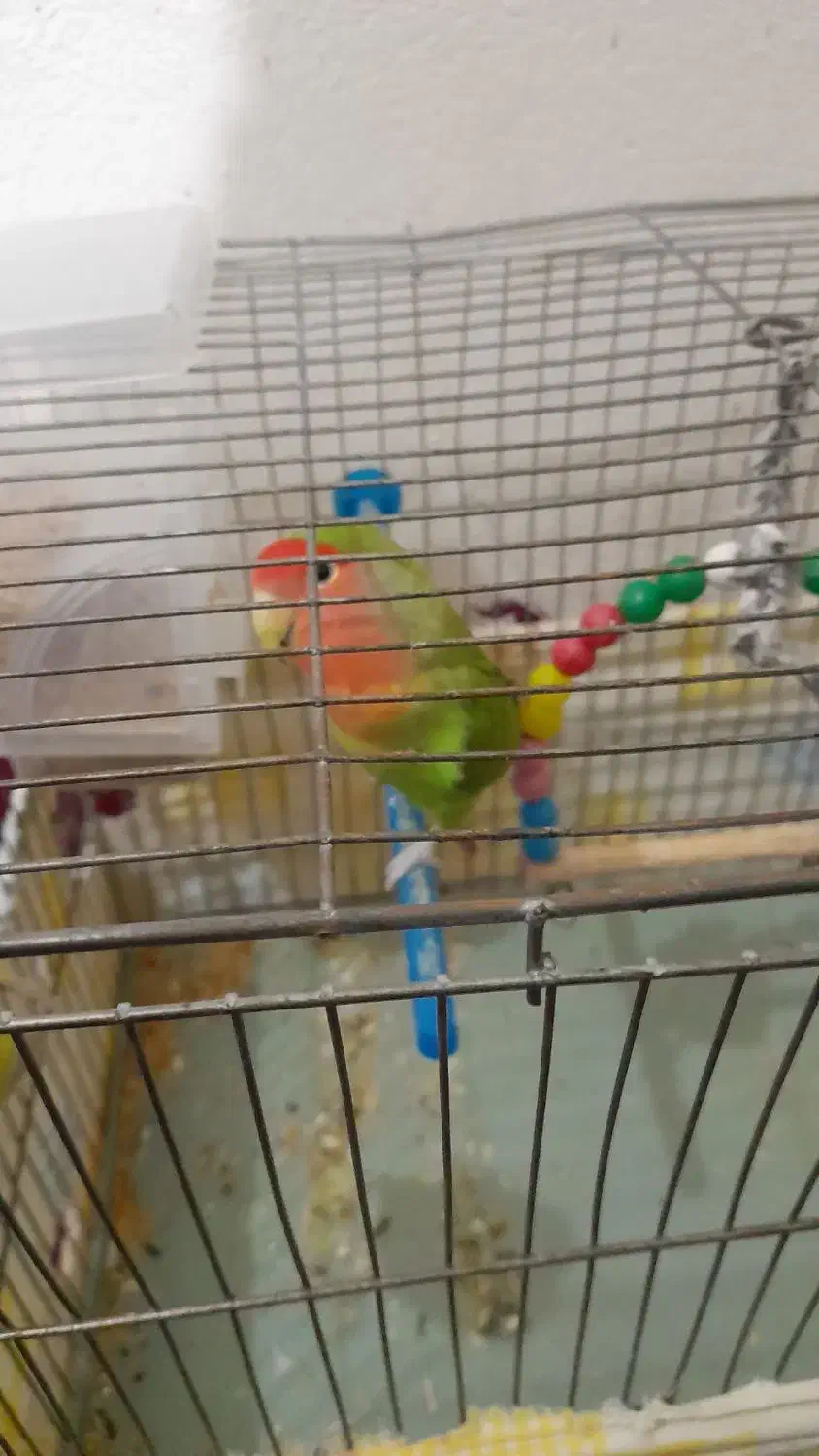 طوطی برزیلی|پرنده|سقز, |دیوار