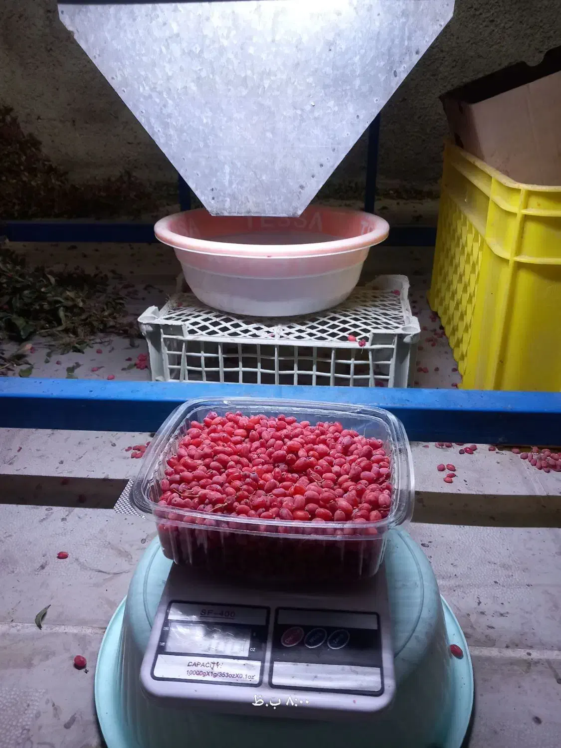 زرشک تازه دانه شده|خوردنی و آشامیدنی|قهستان, |دیوار