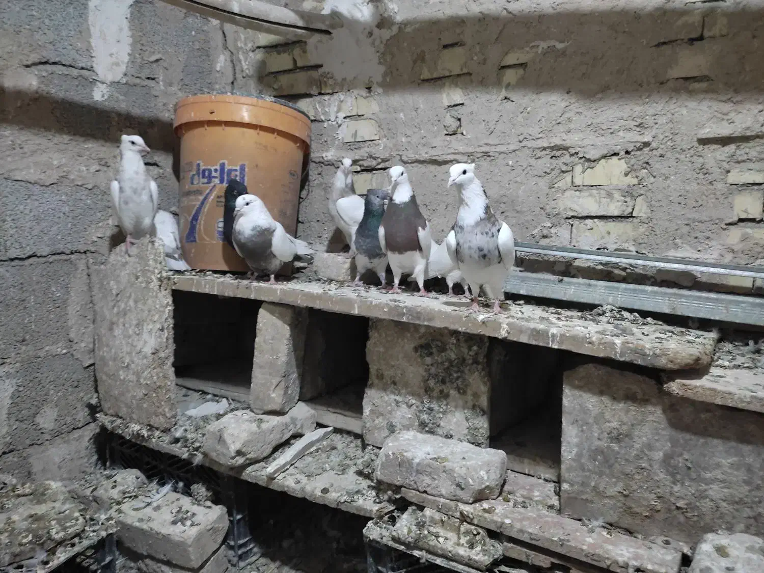 کبوترطوقی کله ای وسینه ای|پرنده|فامنین, |دیوار