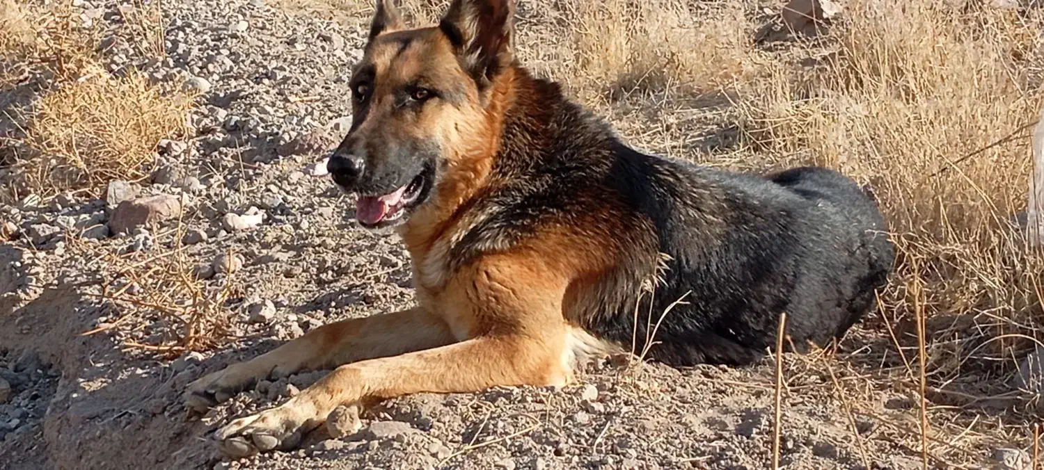 واگذاری ژرمن|سگ|تبریز, |دیوار