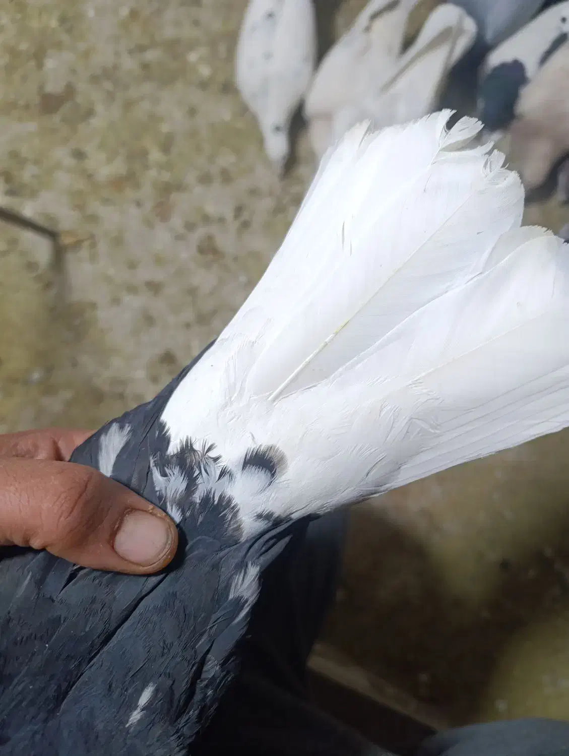 کبوتر|پرنده|اشتهارد, |دیوار