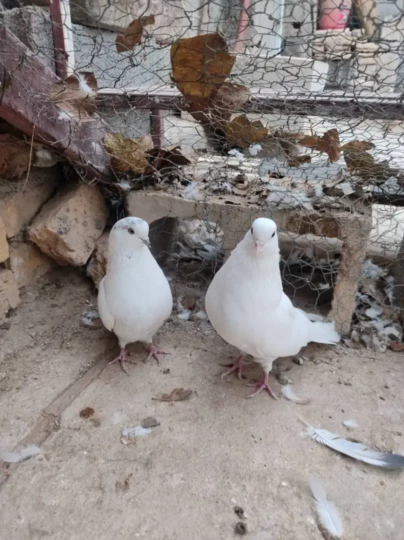 کبوتر|پرنده|فرخشهر, |دیوار